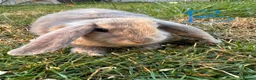 Mini Lop rabbits for sale: Mini Lop Rabbits For Sale  - Advert 6