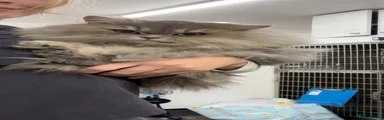 Zoomie 