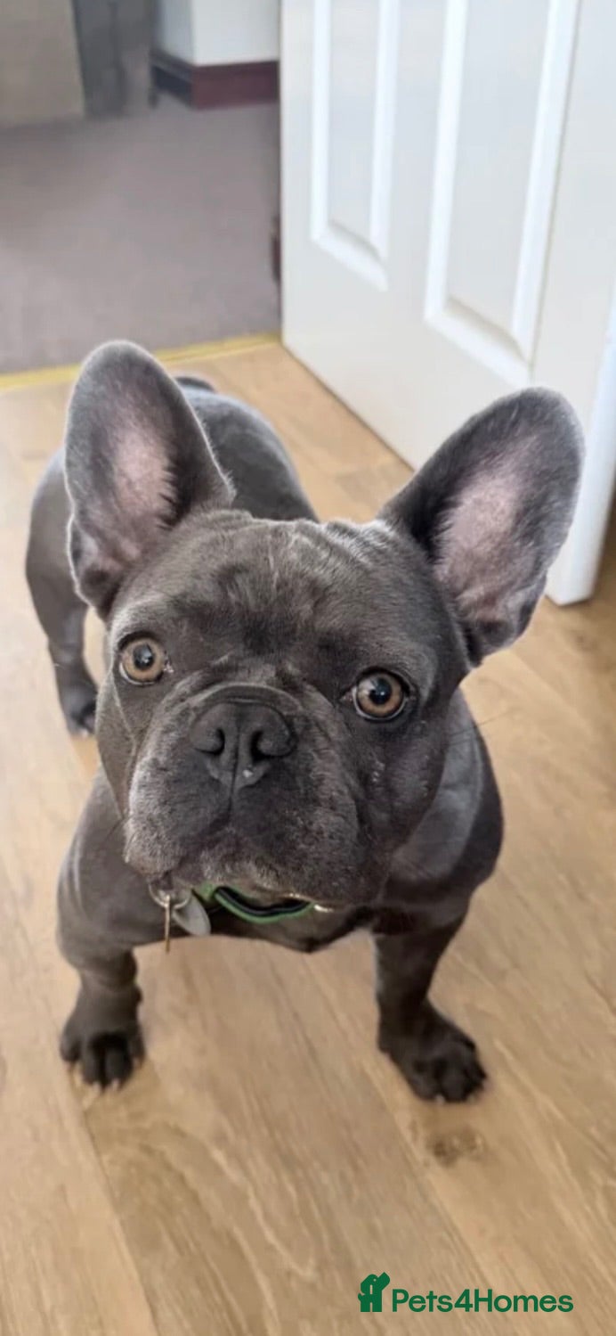 French Bulldog dogs 12 month old female french bulldog - Advert 1