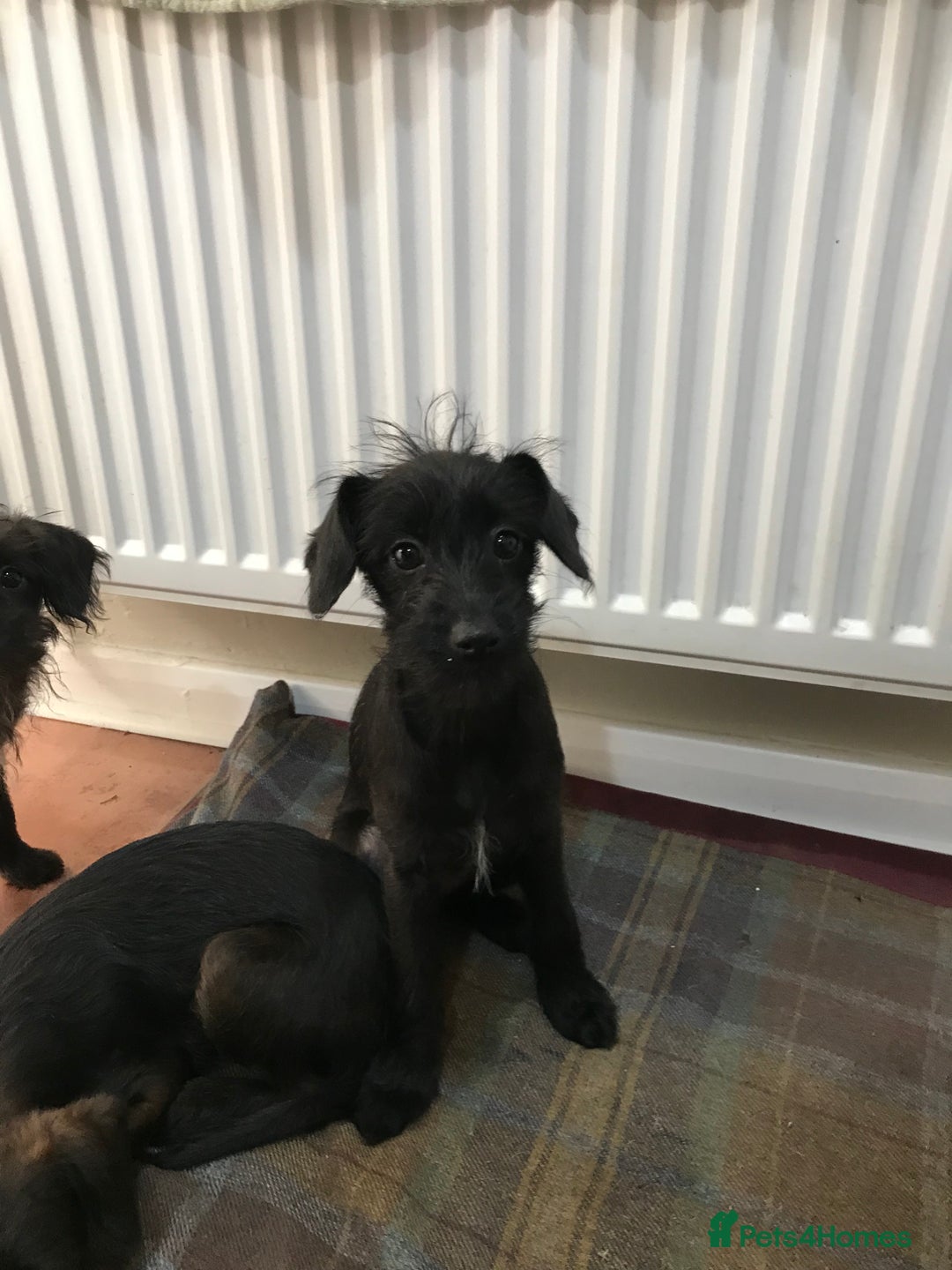 Mixed Breed dogs for sale: Bedlington whippet Italian grayhound x  - Advert 6