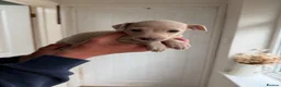 Italian Greyhound dogs for sale: 🐾Stunning cream kc registered iggys🐾 - Advert 35