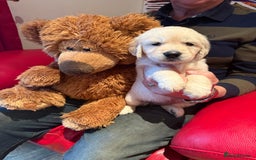 Golden Retriever dogs for sale: Cream golden retriever puppies  - Advert 2