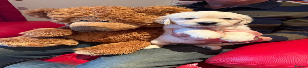 Golden Retriever Puppy 1