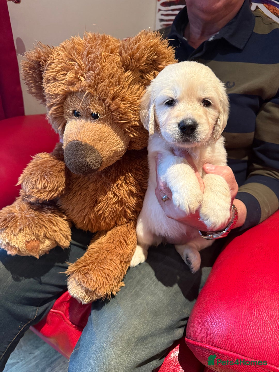 Golden Retriever dogs for sale: Cream golden retriever puppies  - Advert 2