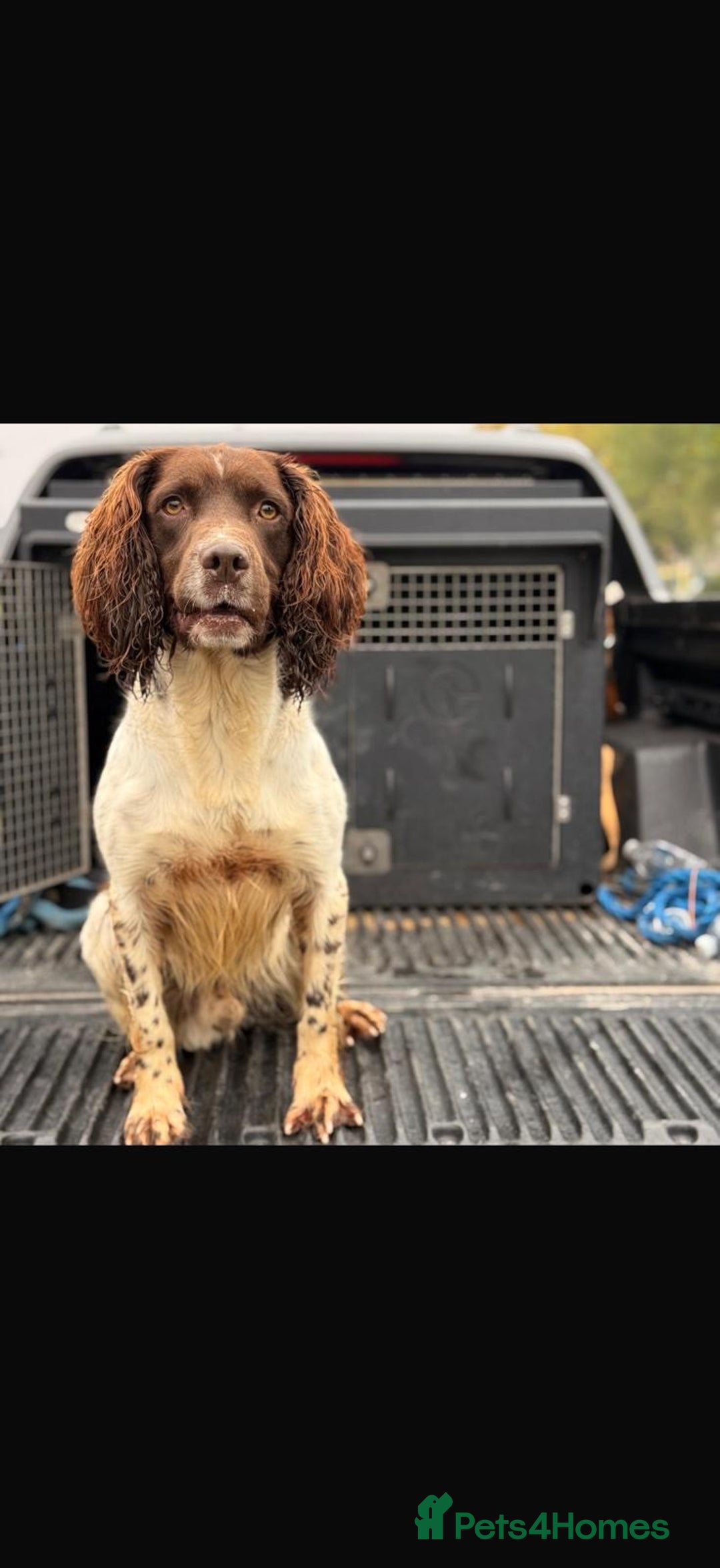 English Springer Spaniel dogs for stud: Stunning Kc Reg English Springer Spaniel..  - Advert 4