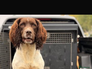 English Springer Spaniel dogs Stunning Kc Reg English Springer Spaniel.. - Advert 2