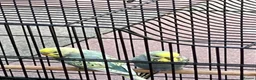 Budgerigars birds for sale: Baby budgie  - Advert 2