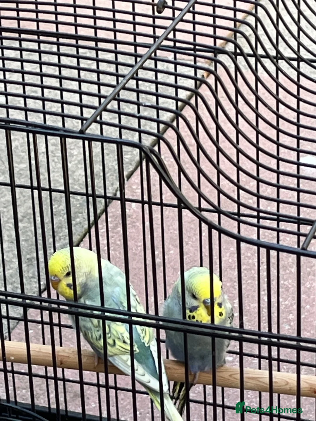 Budgerigars birds for sale: Baby budgie  - Advert 2