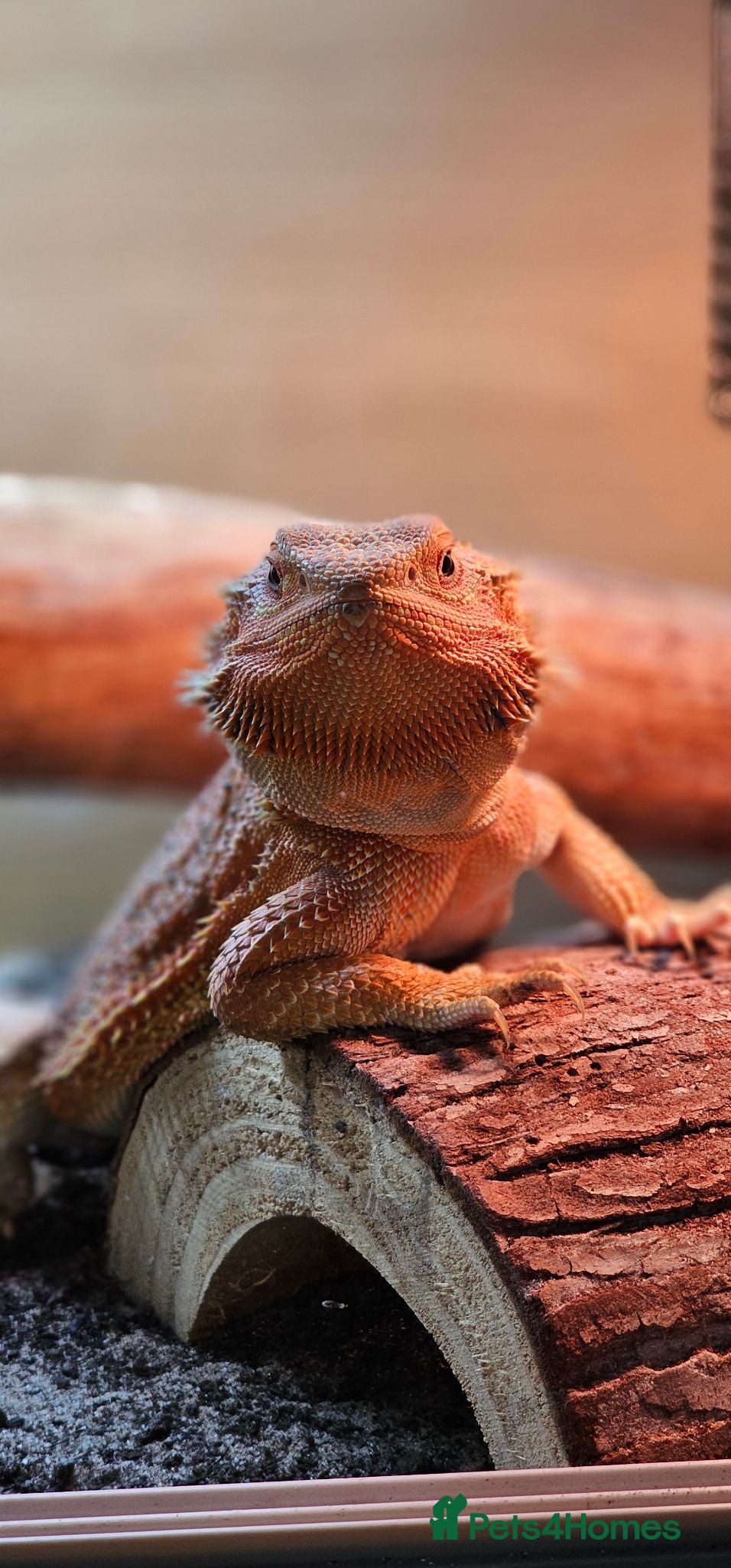 Bearded Dragon reptiles Red Bearded Dragon - Advert 1
