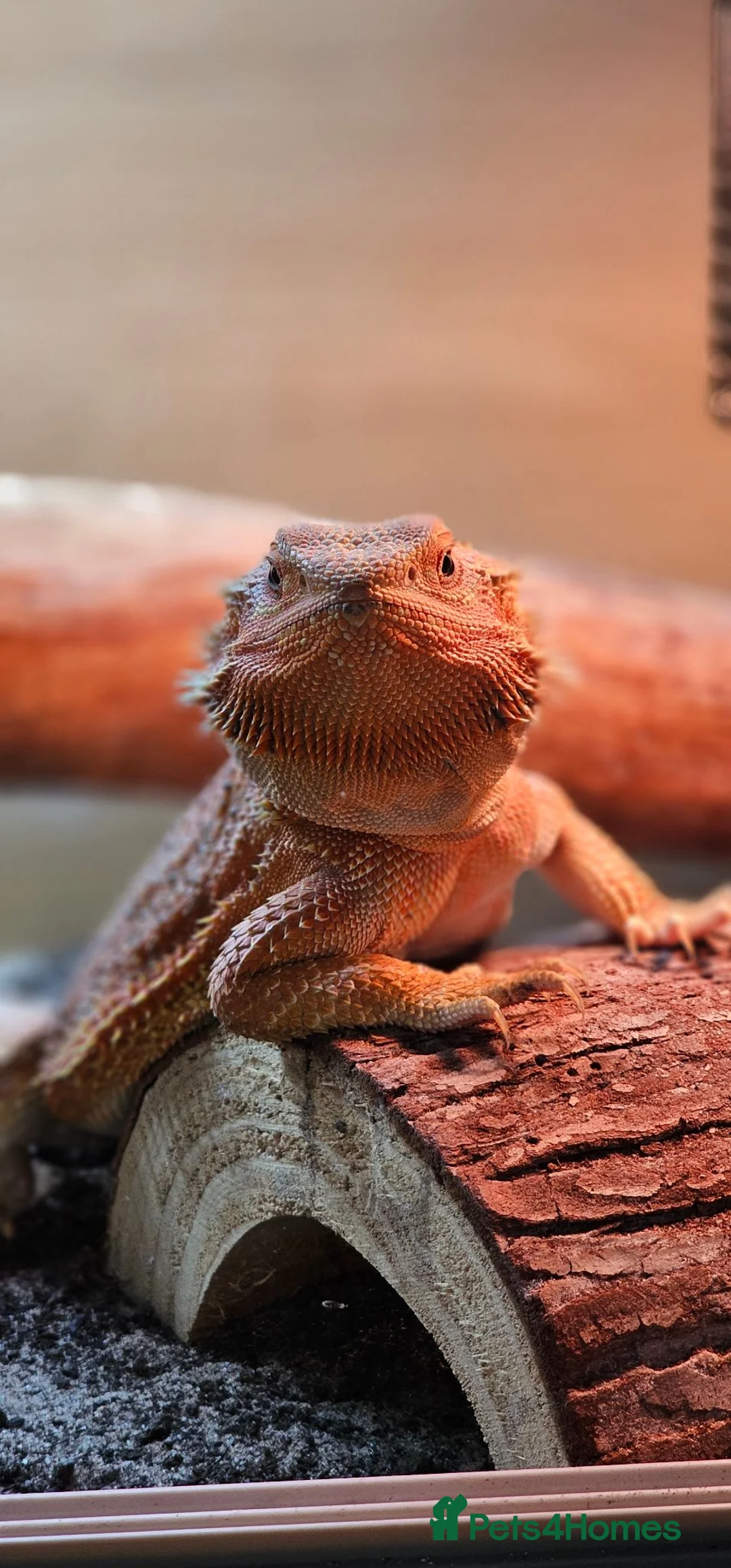 Bearded Dragon reptiles for sale: Red Bearded Dragon - Advert 1