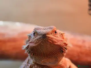 Bearded Dragon reptiles Red Bearded Dragon - Advert 1