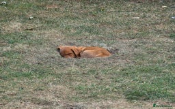 Labrador Retriever dogs for sale: KC Registered Fox Red Labrador Puppies - Image 27