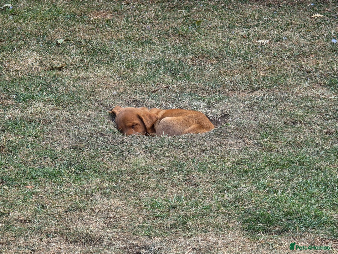 Labrador Retriever dogs for sale: KC Registered Fox Red Labrador Puppies - Image 27