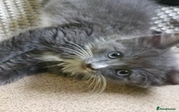 Mixed Breed cats for sale: Kittens 3 boys  - Image 12