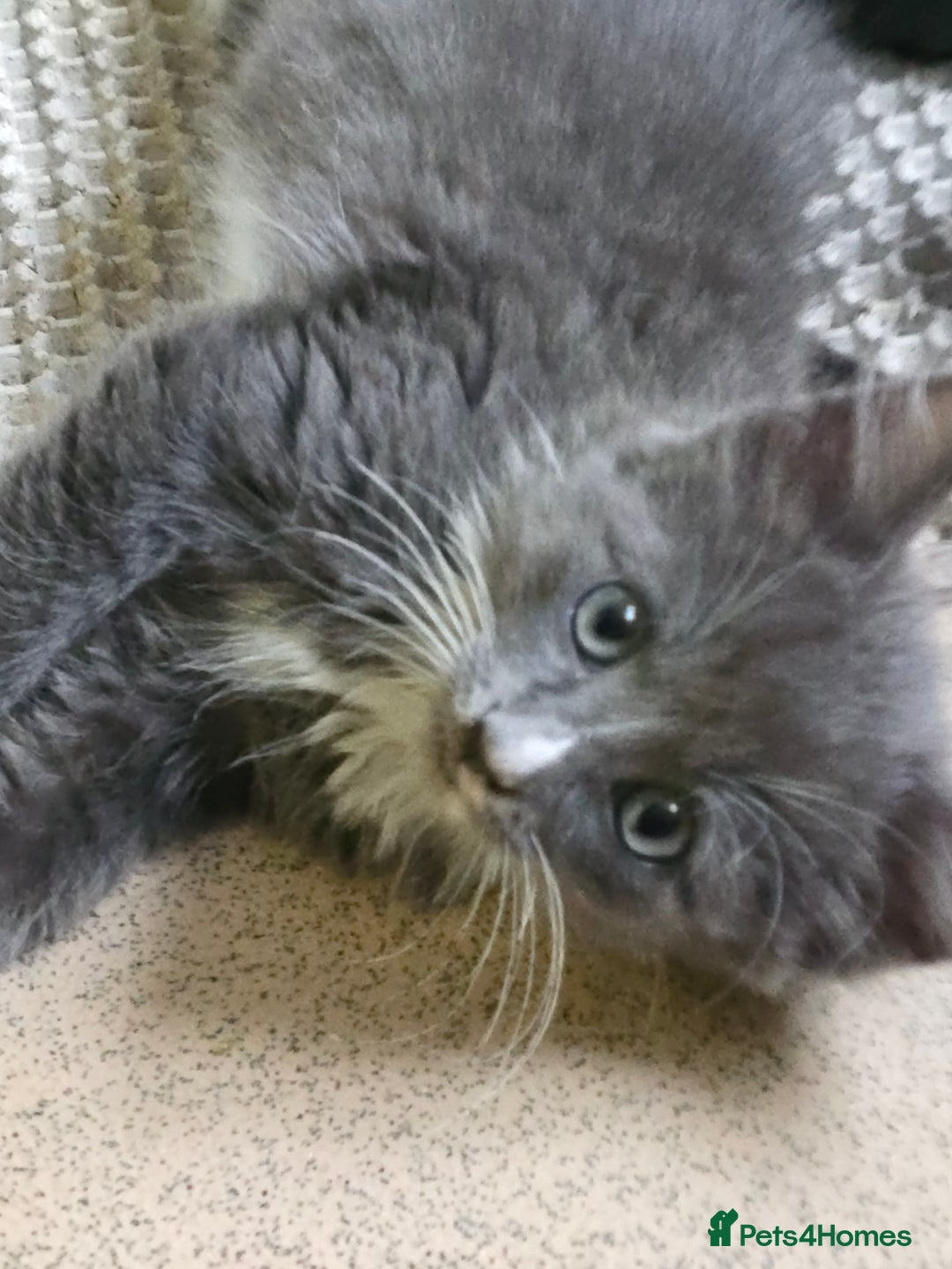 Mixed Breed cats for sale: Kittens 3 boys  - Image 12