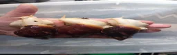 Snails invertebrates for sale: Giant African Land Snails Juveniles in Milton Keynes - Advert 16