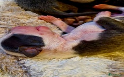 Mixed Breed dogs for sale: Whippet x Italian greyhounds for sale  - Image 8