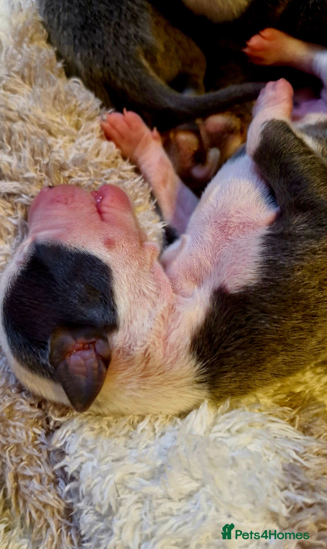 Mixed Breed dogs for sale: Whippet x Italian greyhounds for sale  - Image 8