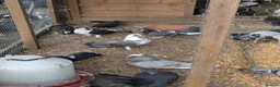 Pigeons birds for sale: Pigeons Mixed Variety  - Advert 5