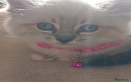 Ragdoll cats for sale: Ragdoll - Image 1