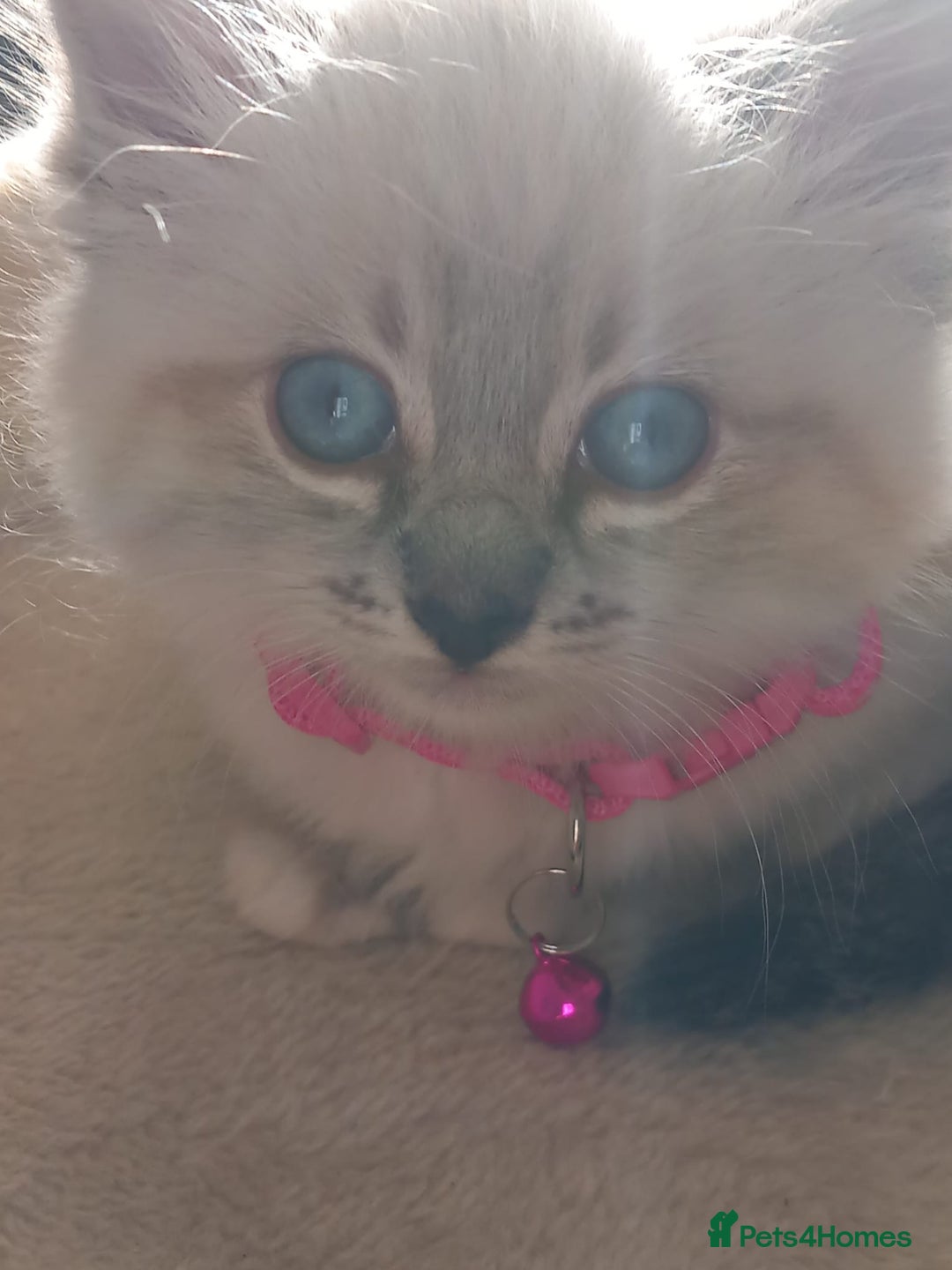 Ragdoll cats for sale: Ragdoll - Image 1