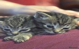 British Shorthair cats for sale: Kittens - Image 2