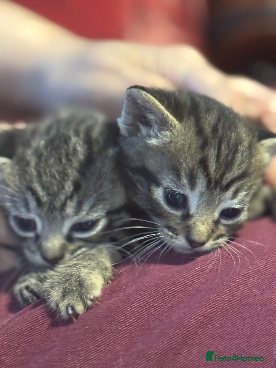 British Shorthair cats for sale: Kittens - Image 2