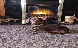 Dachshund dogs for stud: Mini short haired dachshund  in Lancaster - Image 9