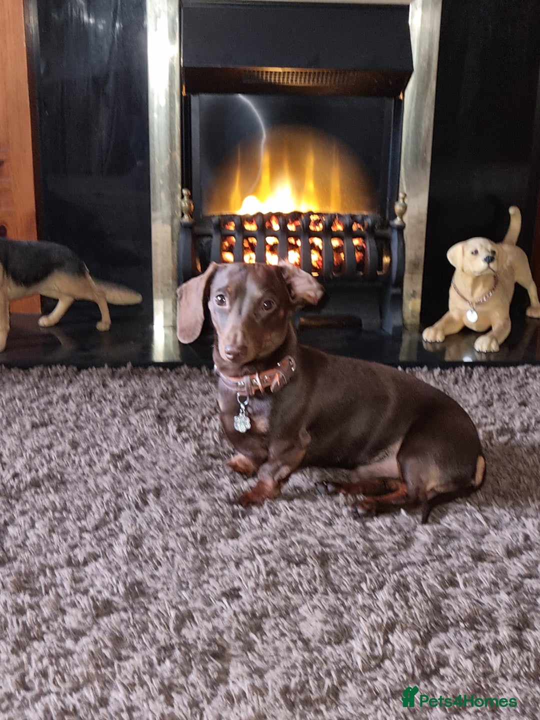 Dachshund dogs for stud: Mini short haired dachshund  in Lancaster - Image 9