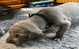 Great Dane dogs for sale: Great Dane pups our own 4th Generation  - Image 13