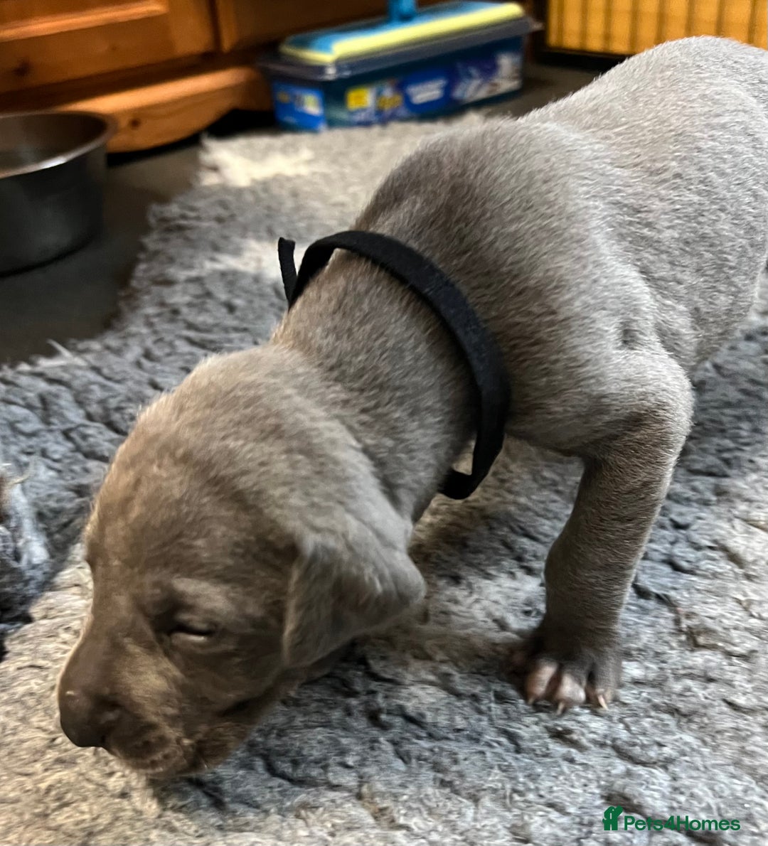 Great Dane dogs for sale: Great Dane pups our own 4th Generation  - Image 13