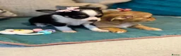 Chihuahua dogs for sale: Beautiful Long-Haired Chihuahua Puppies in Harlow - Advert 11
