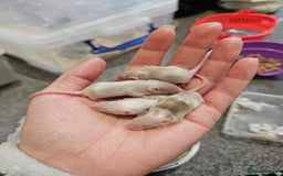 Mouse rodents for sale: Baby fancy mice - Image 2