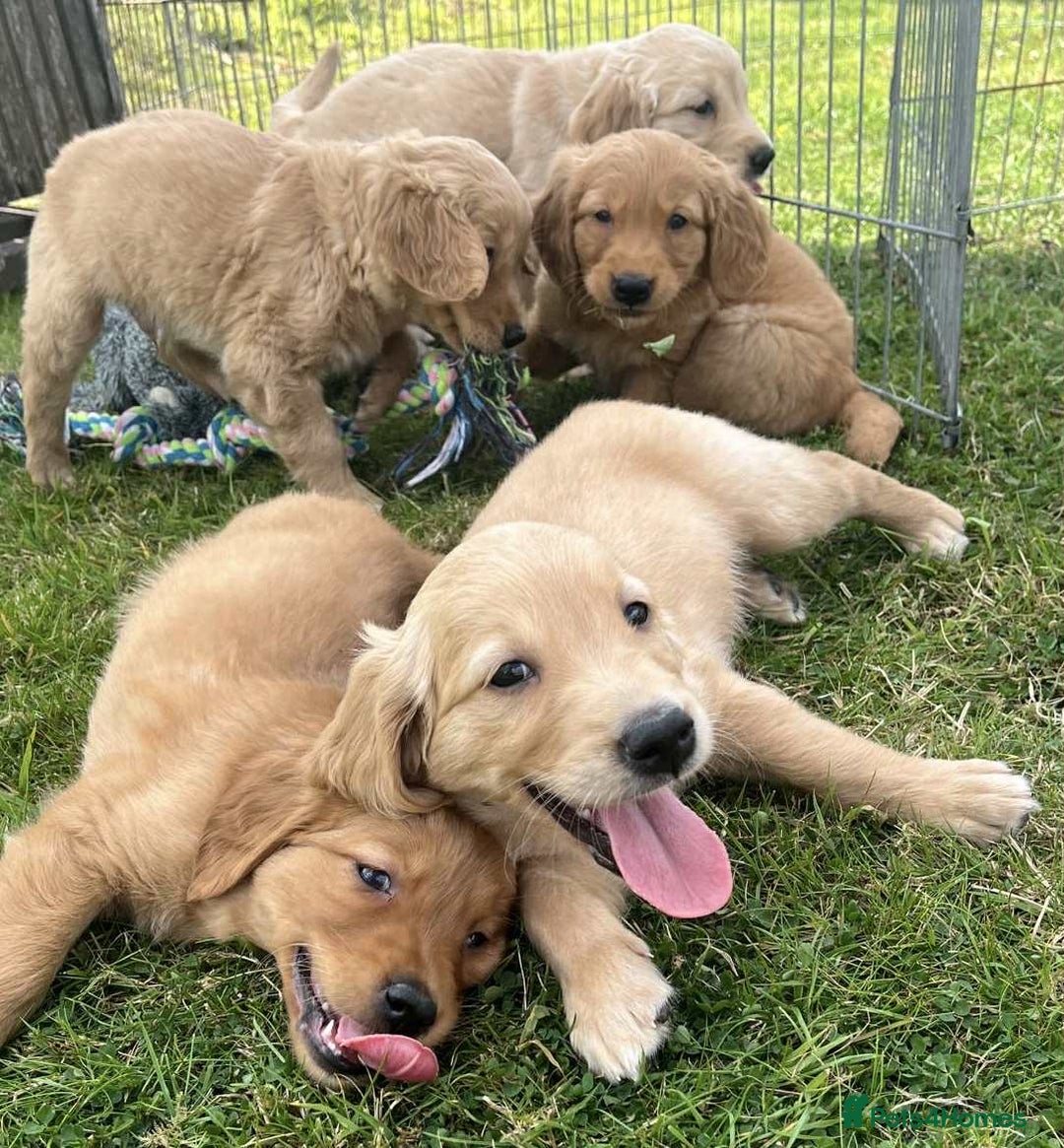Golden Retriever dogs for sale: Beautiful KC Golden Retriever Puppies - Image 19