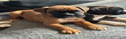 Boxer dogs for sale: Beautiful Kc boxer puppies  - Advert 8