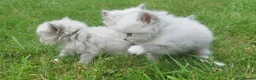 Siberian cats for sale: Exceptional TICA Pedigree Siberian kittens - Advert 10
