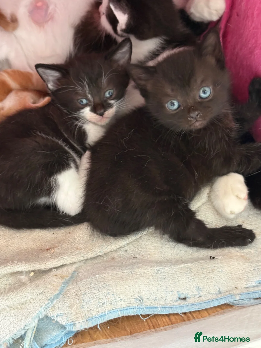Mixed Breed cats for sale: Ready to leave  - Advert 8