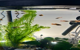 Platies fish for sale: Platy fish for sale - Image 2