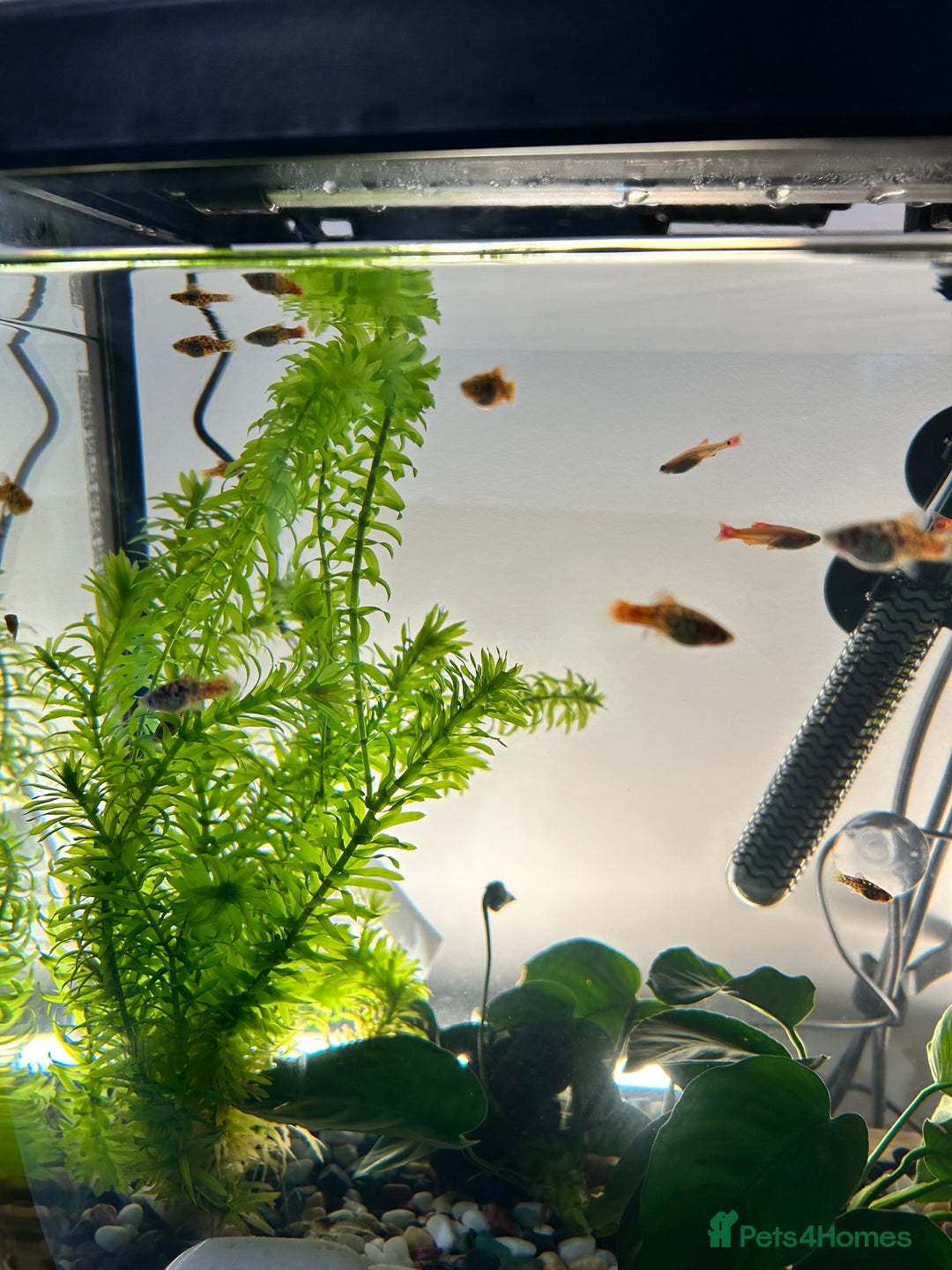 Platies fish for sale: Platy fish for sale - Image 2