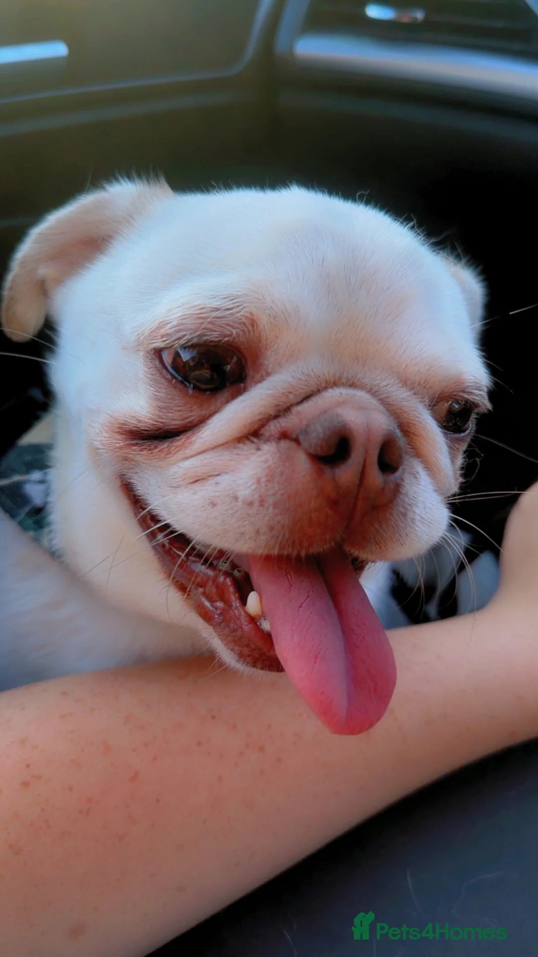 Pug dogs for sale: Male pug - Advert 1