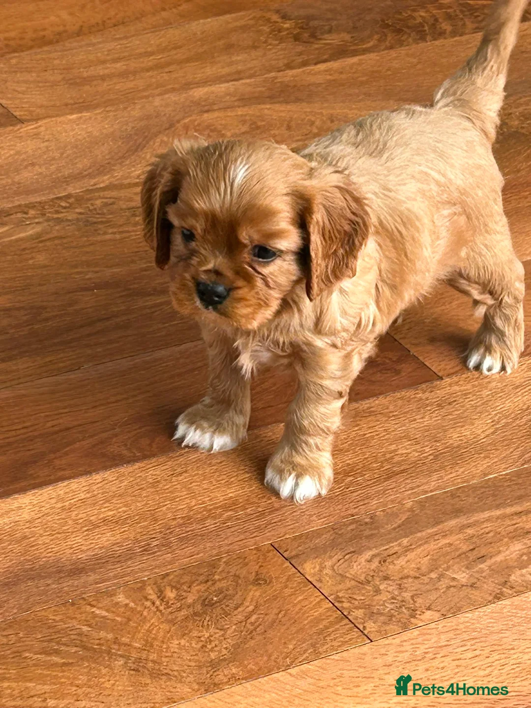 Cavalier King Charles Spaniel dogs for stud: HEALTH TESTED KC REG BLK & TAN - Advert 2