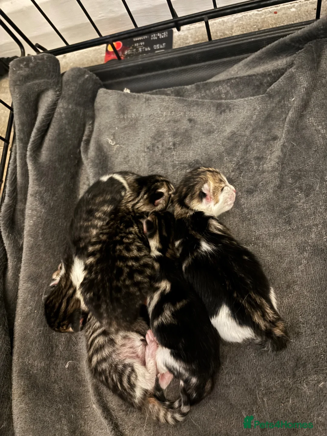 Mixed Breed cats for sale: 5 absolutely gorgeous kittens😍 in Salisbury - Advert 2