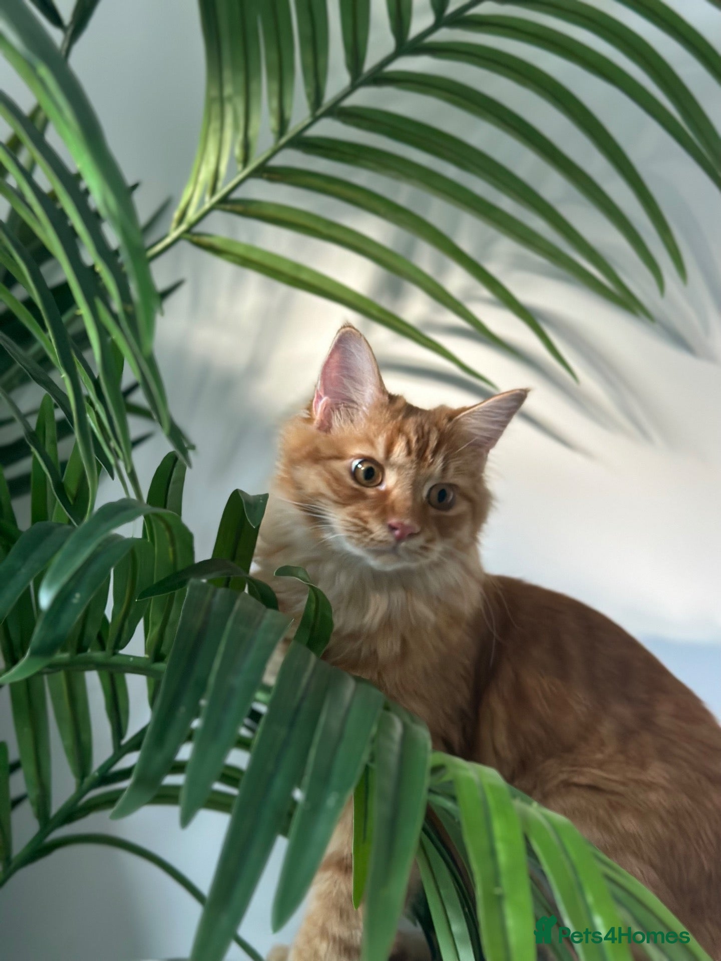 Maine Coon cats Maine Coon for re-homing. male ginger Maine coon - Advert 4