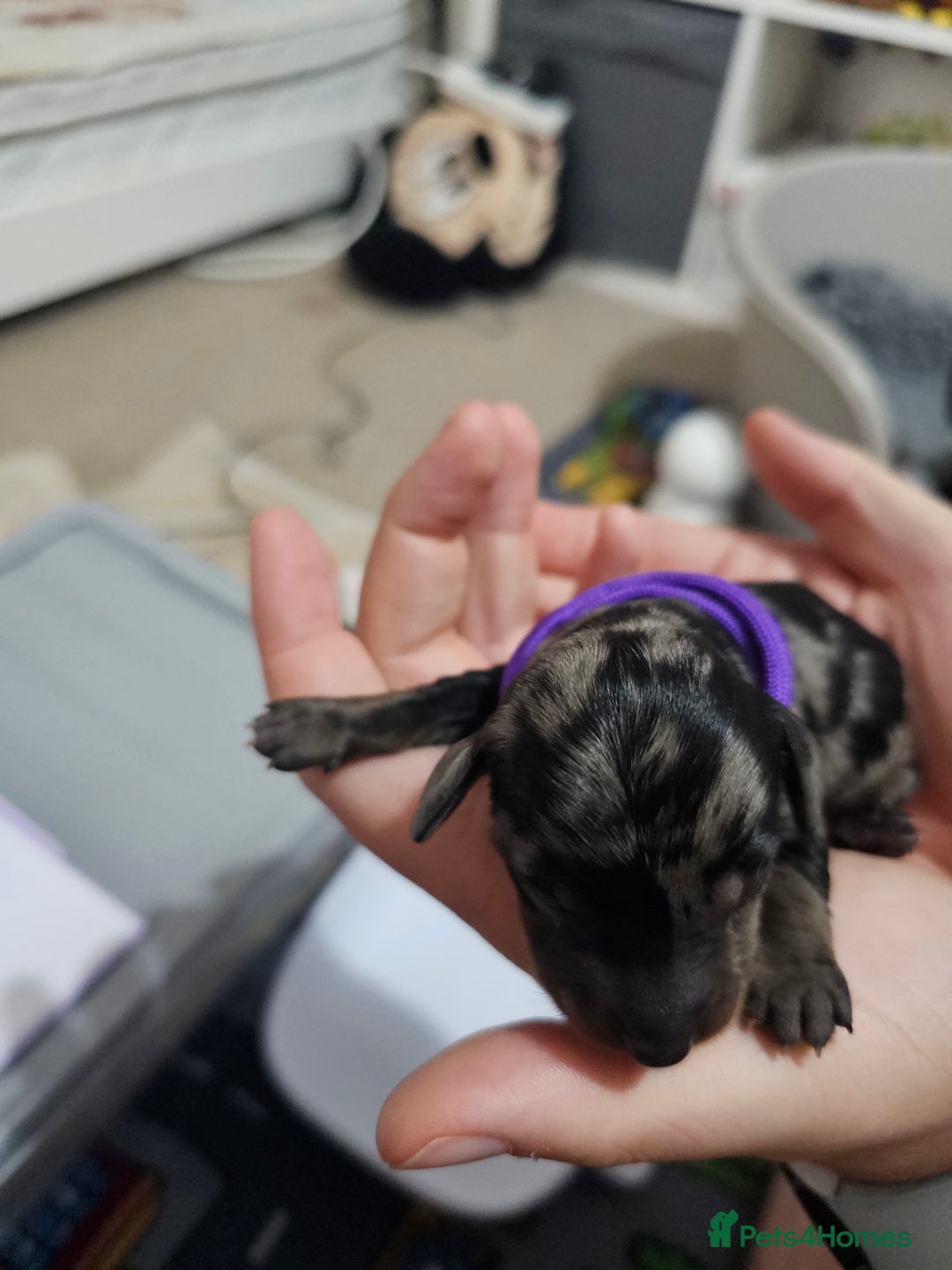 Dachshund dogs for sale: Beautiful Dachshund Puppies - Image 2