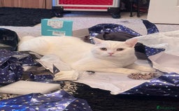 British Shorthair cats for sale: British shorthair boy - Image 1