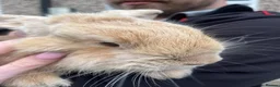 Netherland Dwarf rabbits for sale: Beige boy 8 month old white female 8 month old - Advert 3