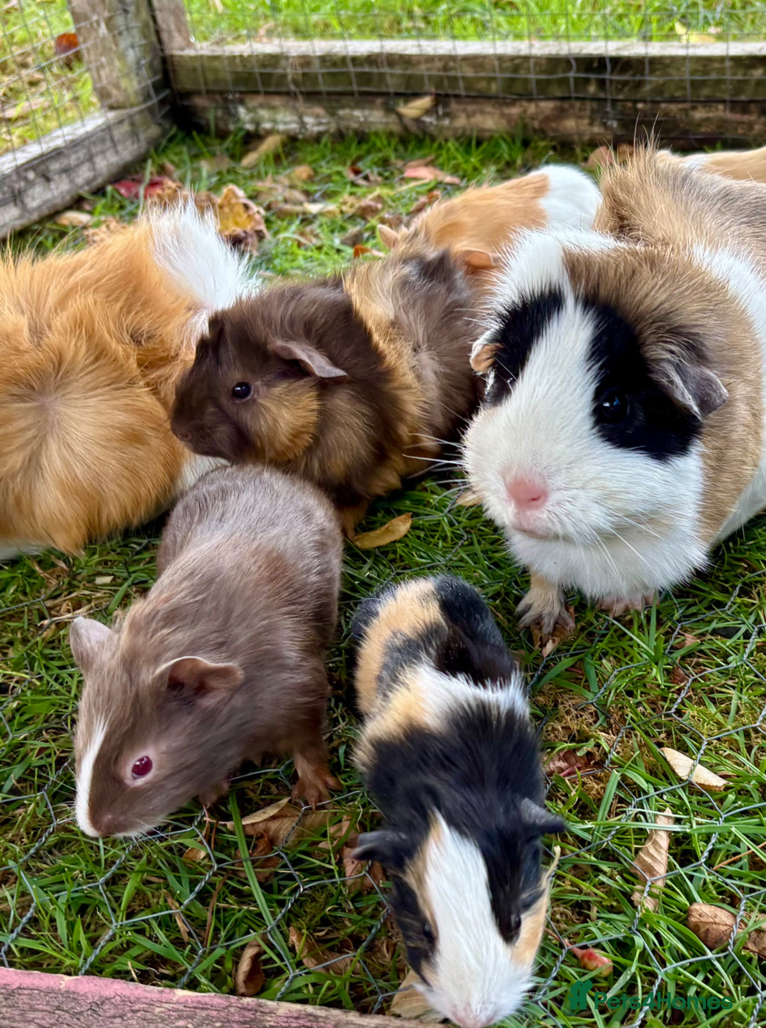 Guinea Pig rodents for sale: Baby Guinea Pigs for sale  - Advert 2