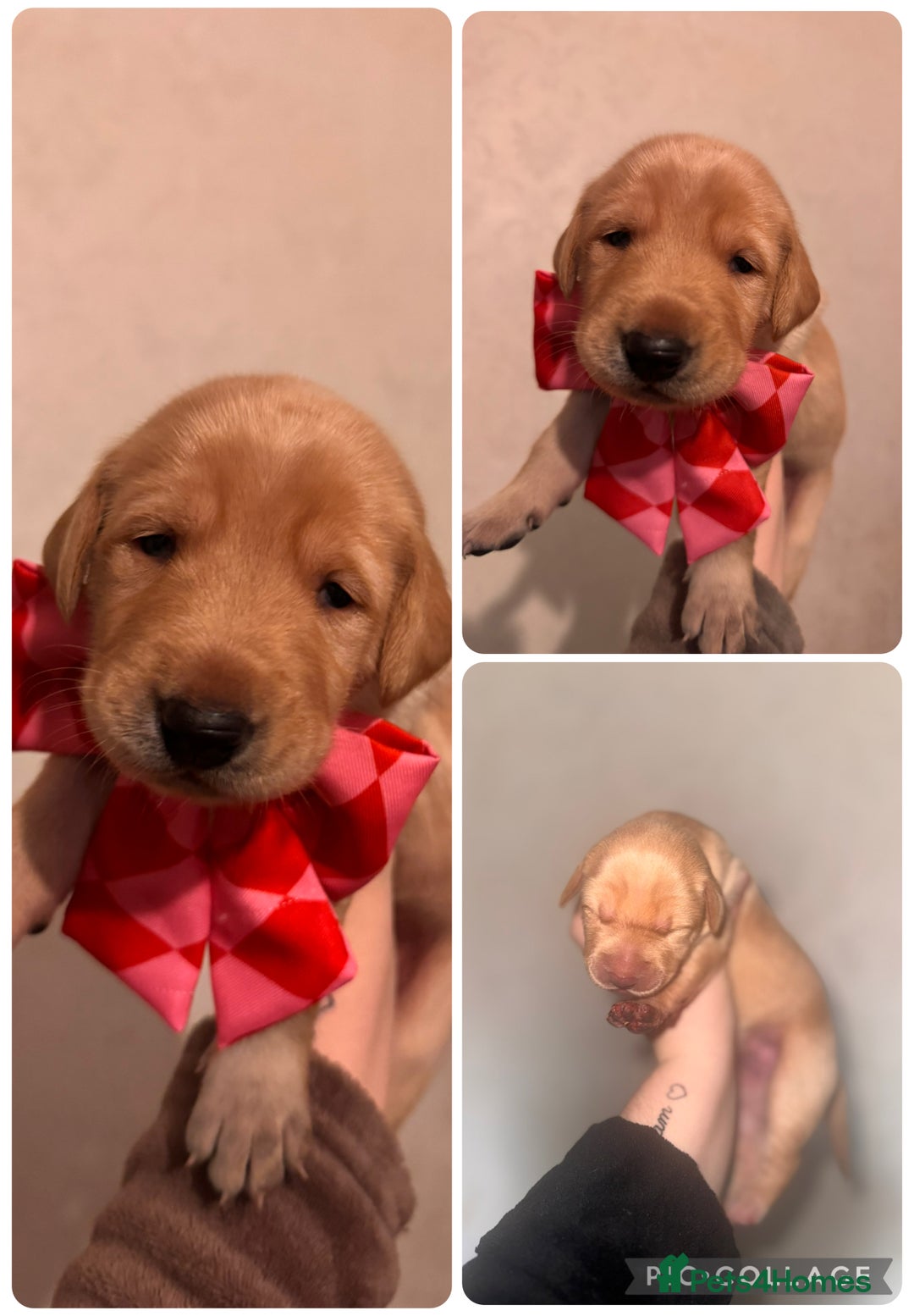 Mixed Breed dogs for sale: Belgian Malinois crosses, 1 female left - Advert 3