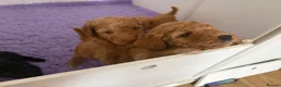 Labradoodle dogs for sale: Multigen labradoodle puppies - Advert 19