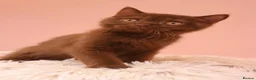 British Shorthair cats for sale: Ready Stunning Chocolate Champion bloodline BSH - Advert 6